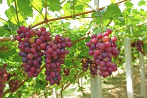 Grape-vine-and-branches-300x200