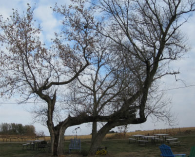 Tree - bare against sky blog
