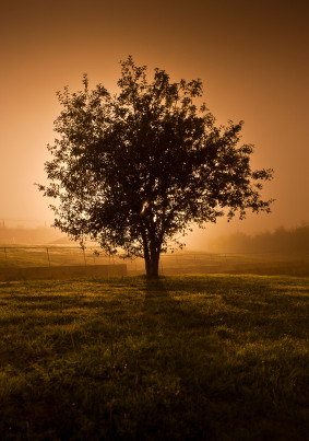 Live Free from Offenses