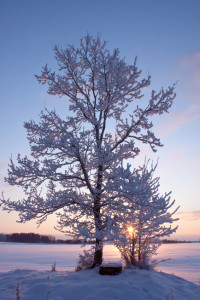 Tree on winter lake small