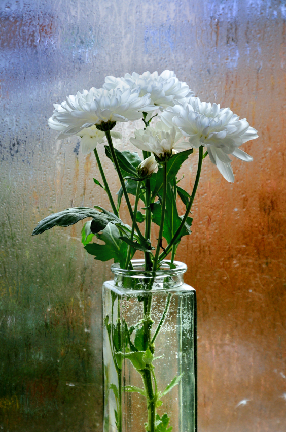 White chrysanthemums are in the glass flower vase against the wet window.